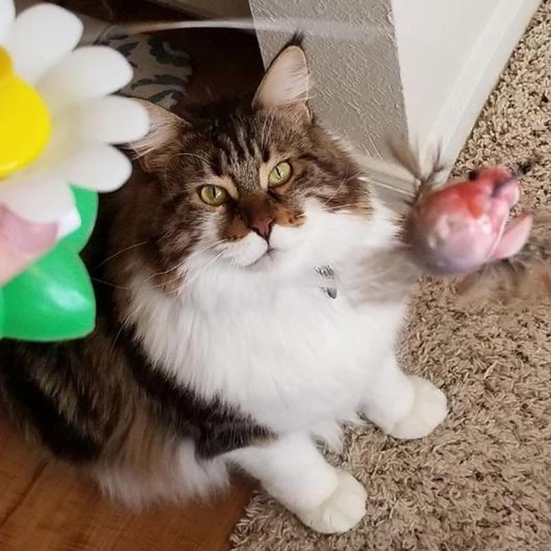 Interactief vogelspeeltje voor katten