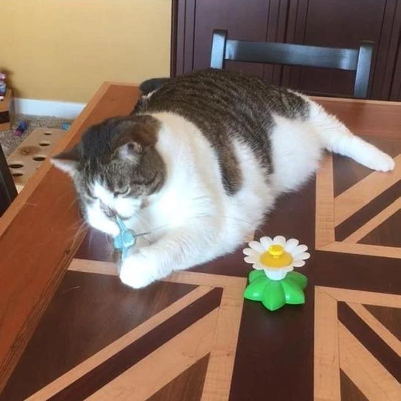 Interactief vogelspeeltje voor katten