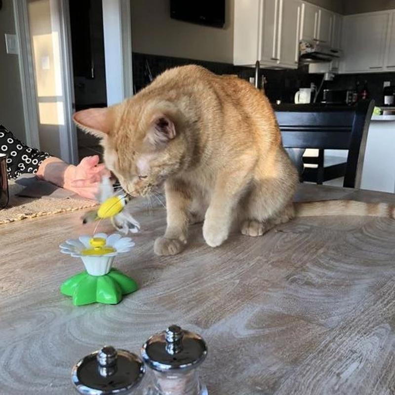 Interactief vogelspeeltje voor katten