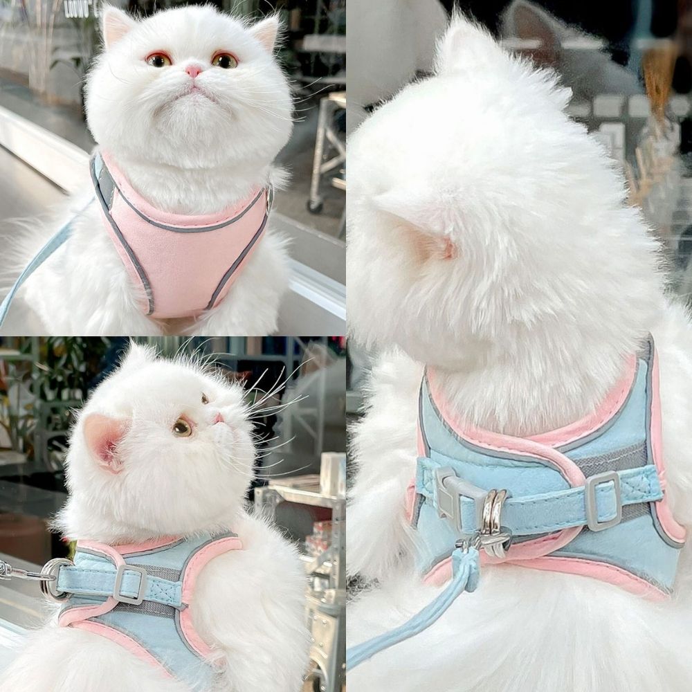 Kattentuigje