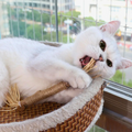 Interactieve kauwstokken voor katten