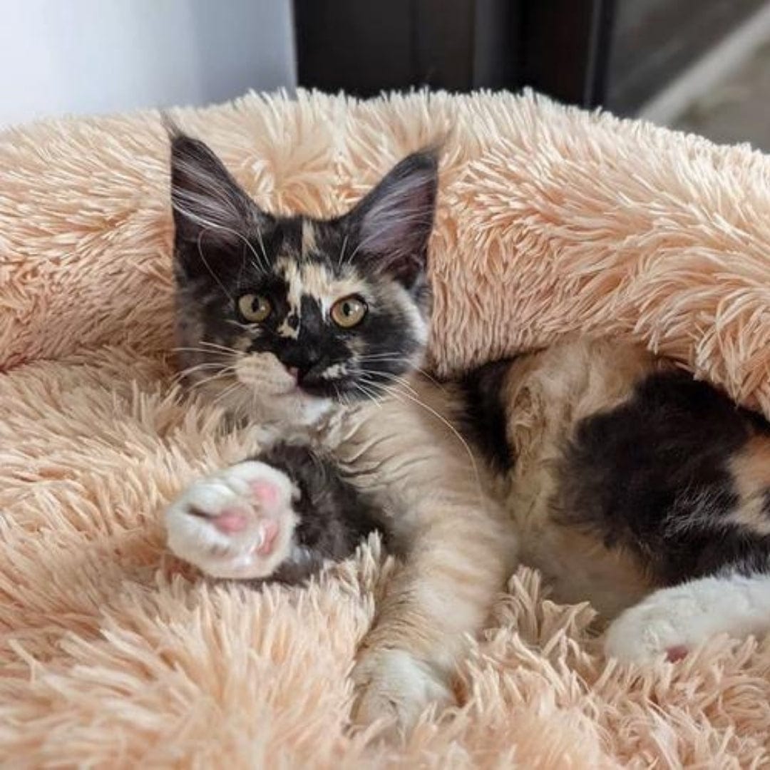 Kattenbed CalmingBed van 70 cm