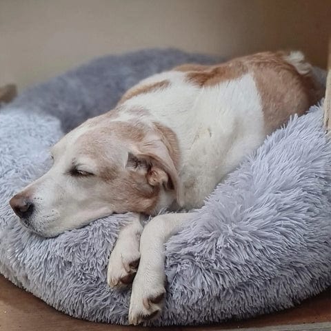 Fluffy calming bed