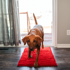 Honden schoonloopmat