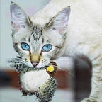 Interactief kattenspeeltje — afbeelding 9