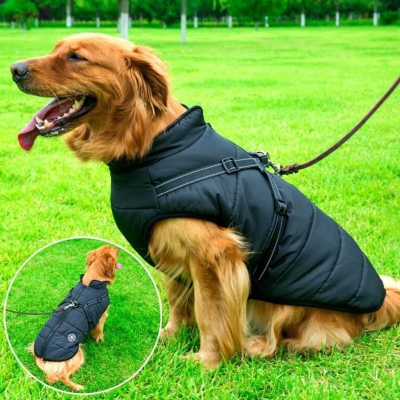 BuddyPro
