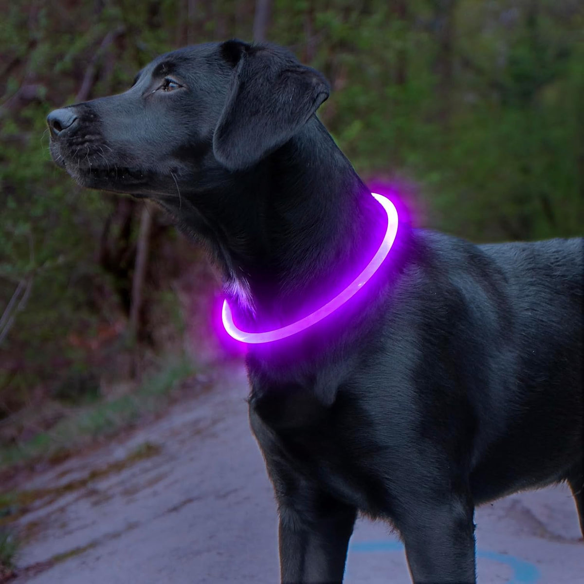 GlowSafe LED hondenhalsband