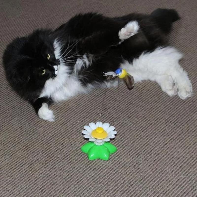 Interactief vogelspeeltje voor katten
