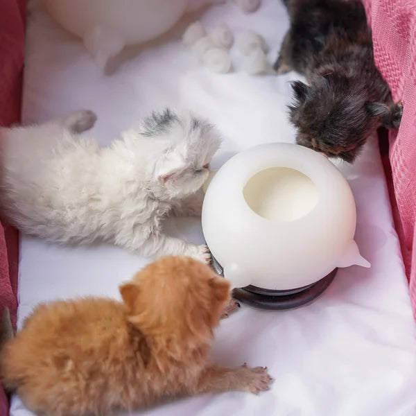 Compacte melkkom voor kittens