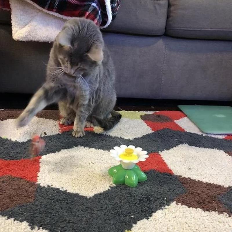 Interactief vogelspeeltje voor katten