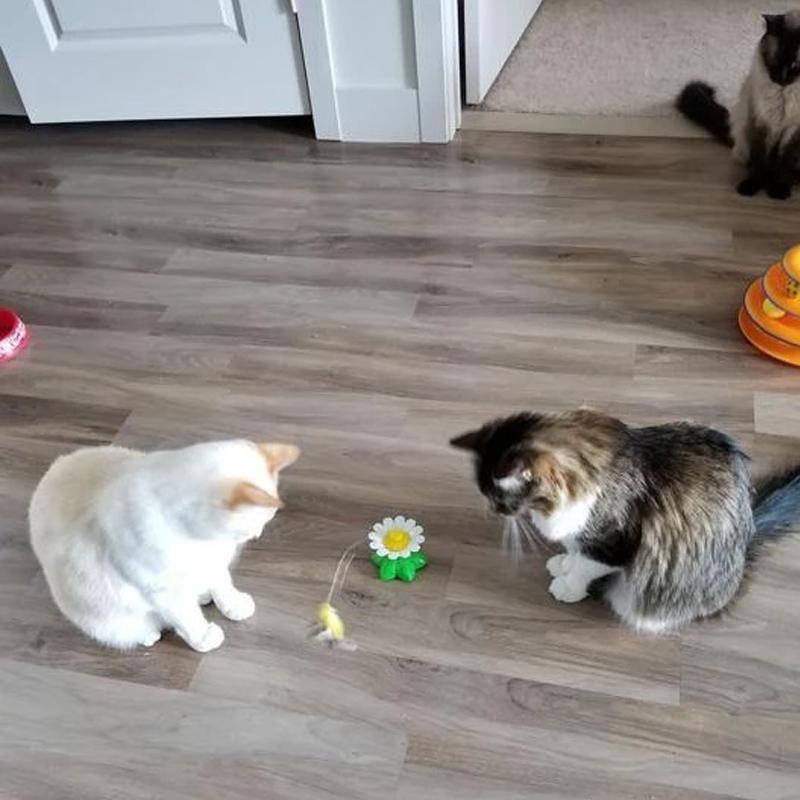 Interactief vogelspeeltje voor katten
