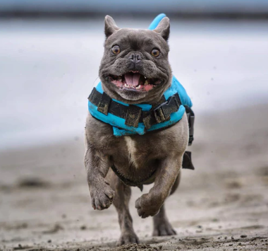 Honden zwemvest