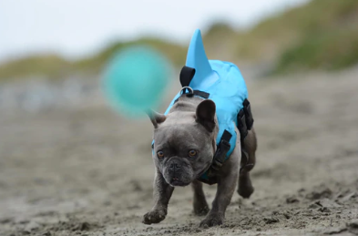 Honden zwemvest