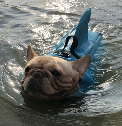 Honden zwemvest