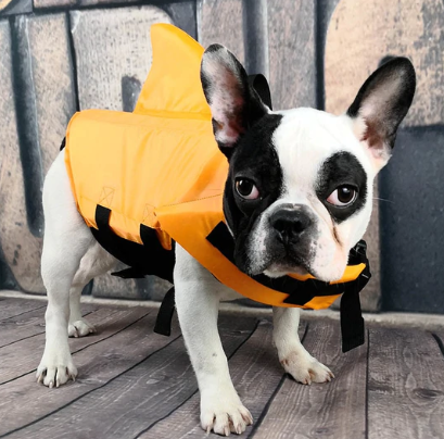 Honden zwemvest