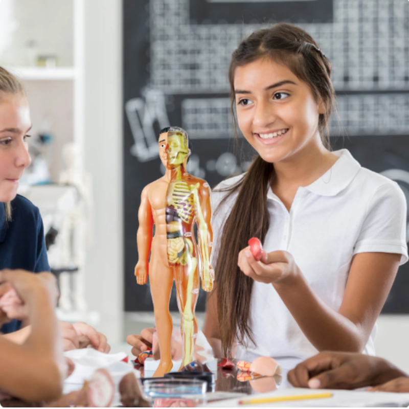 Educatief anatomiemodel voor kinderen