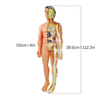 Educatief anatomiemodel voor kinderen