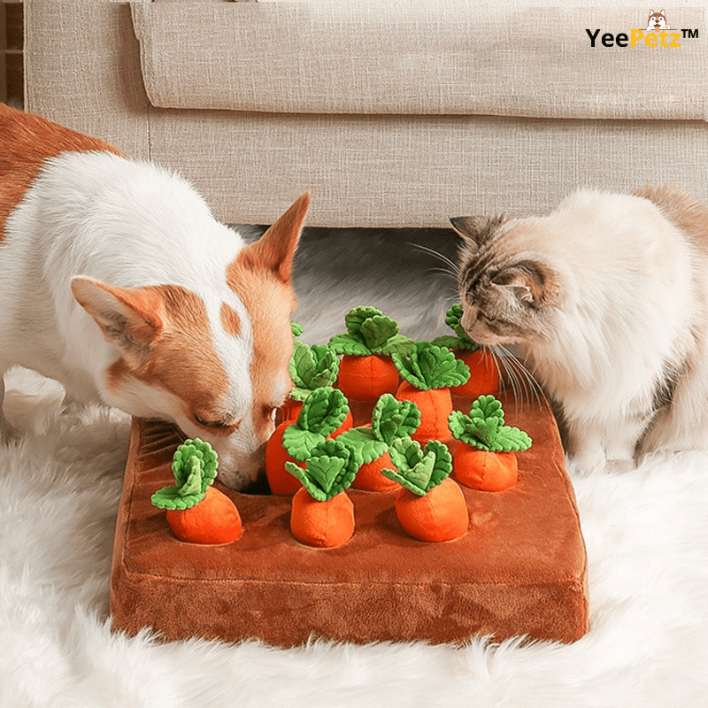 Carrot schattenjacht