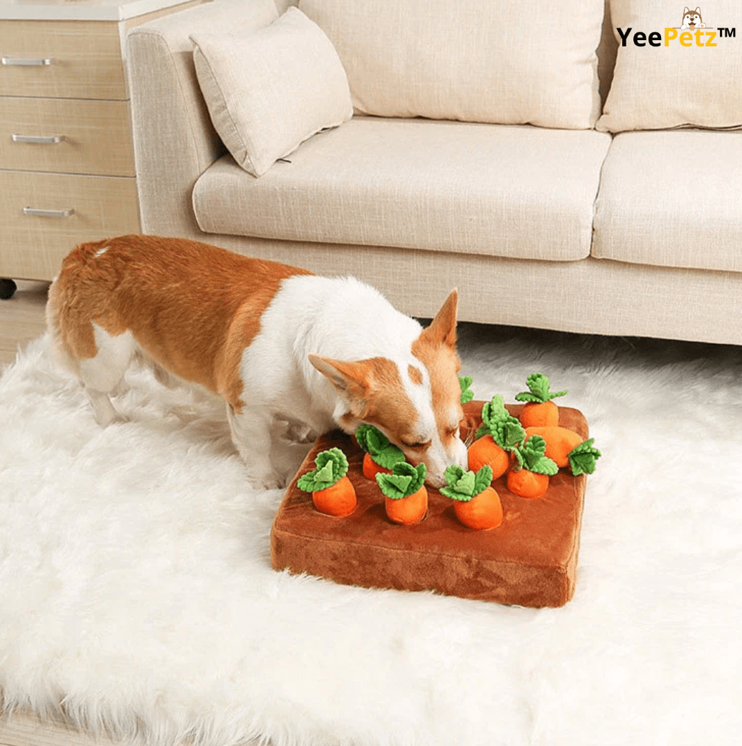 Carrot schattenjacht
