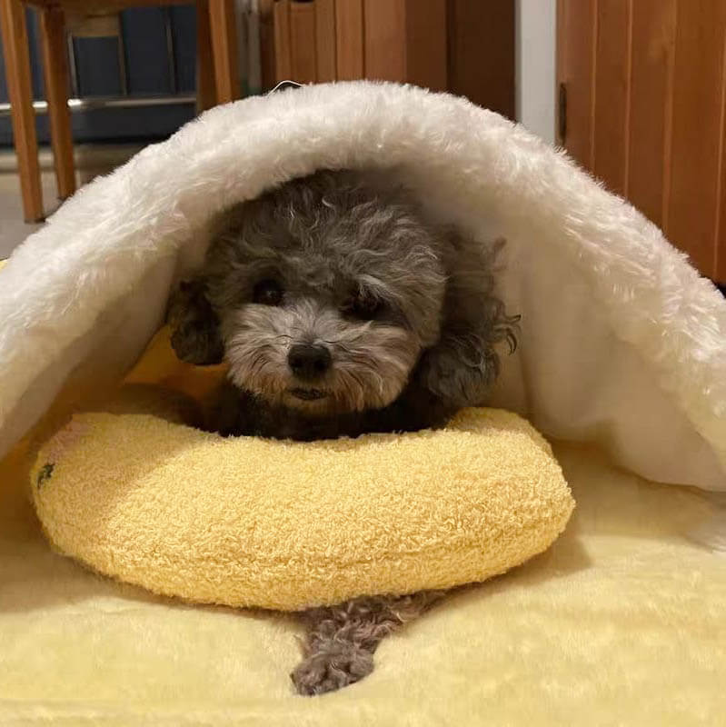 Kussen voor honden — afbeelding 11