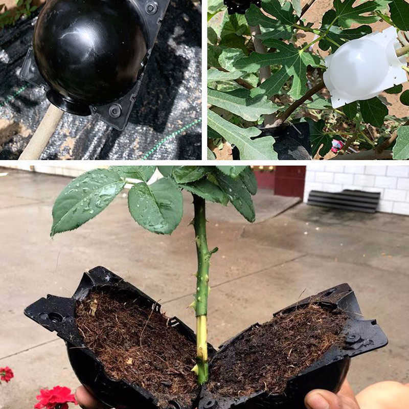 Wortelgroeibal voor planten