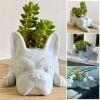 Honden hars vetplant planter