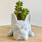 Honden hars vetplant planter