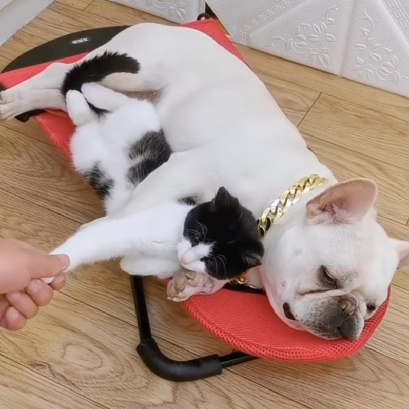 Schommelstoel voor honden