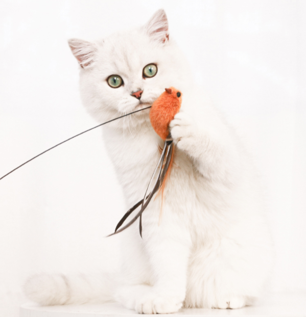 Interactive cat toy