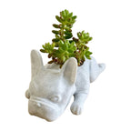 Honden hars vetplant planter