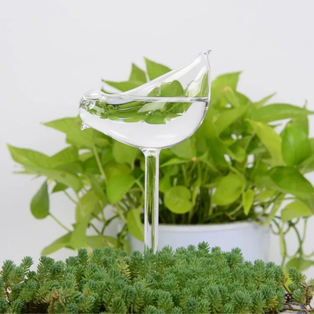 Transparante glazen zelfwatergever voor planten