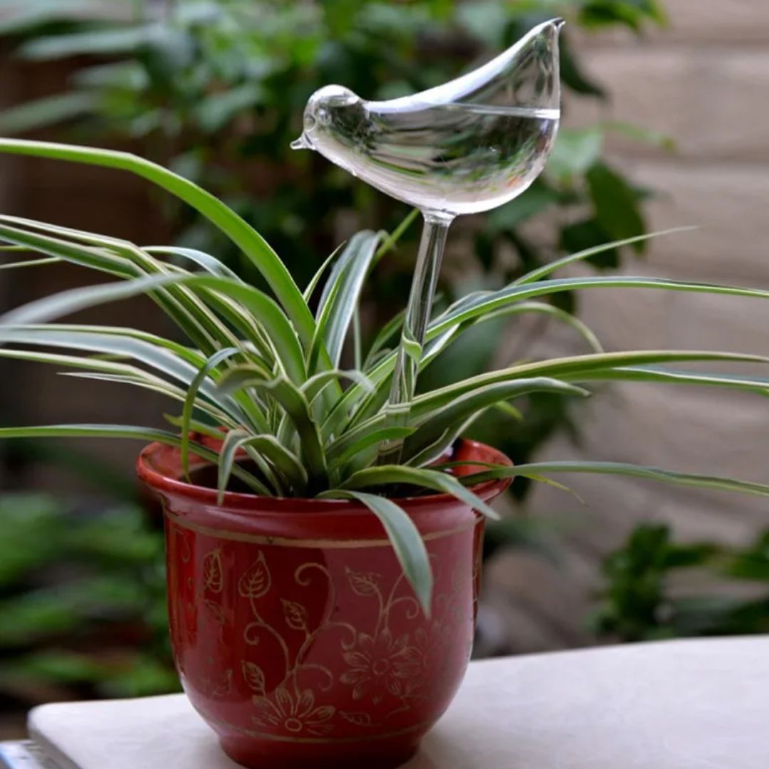 Transparante glazen zelfwatergever voor planten