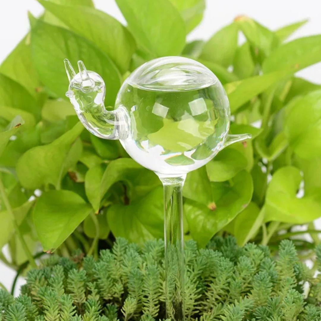 Transparante glazen zelfwatergever voor planten