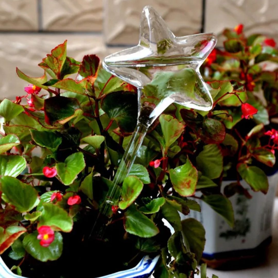 Transparante glazen zelfwatergever voor planten