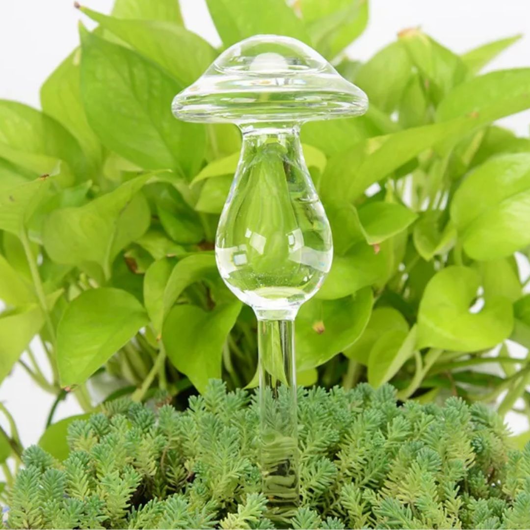 Transparante glazen zelfwatergever voor planten