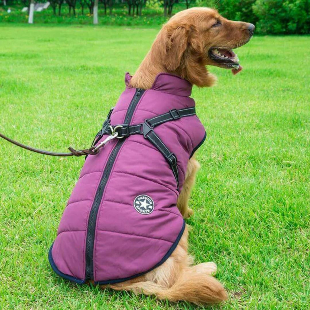 Hondenwinterjas – warm en comfortabel