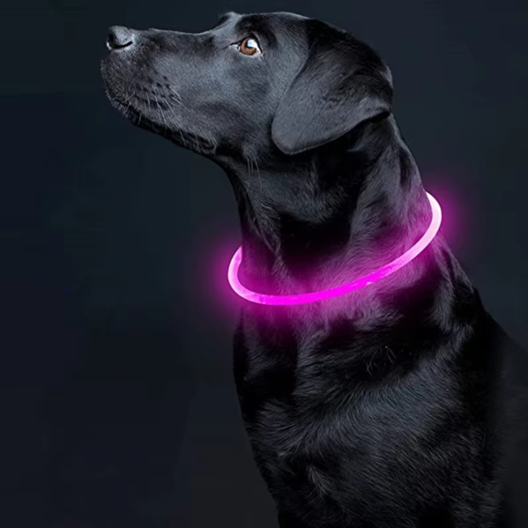 GlowSafe LED hondenhalsband