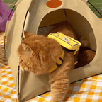 Verkoelende katten tent