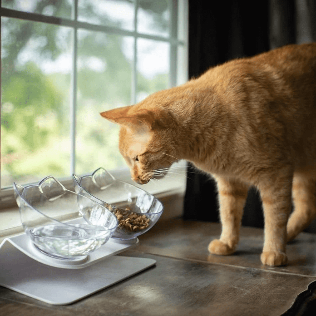 Katten voederbak