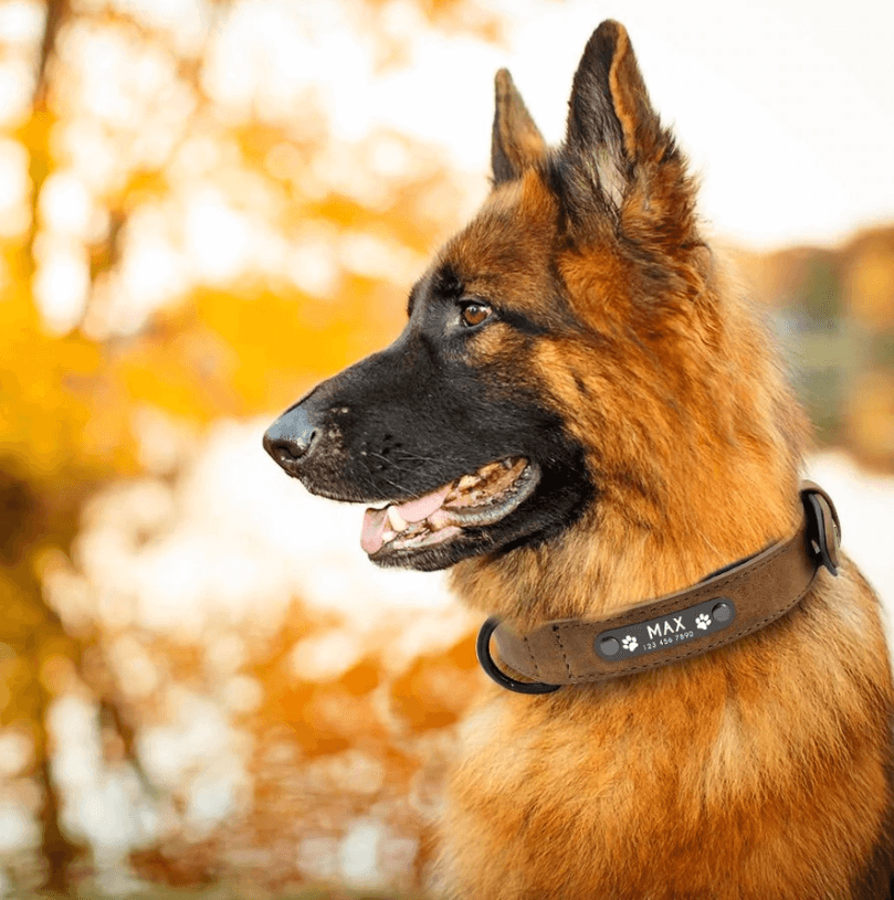 Personaliseerbare hondenhalsband