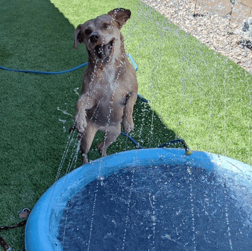 Sproeimat voor honden