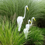 Flamingoz – dynamische vogel