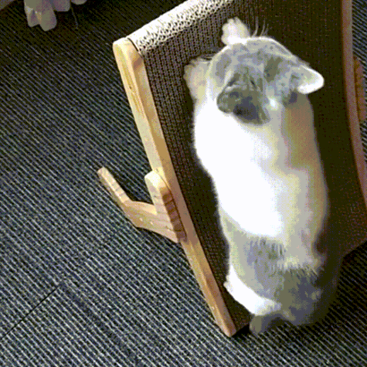 Dé 3-in-1 krabpaal en ligstoel voor katten