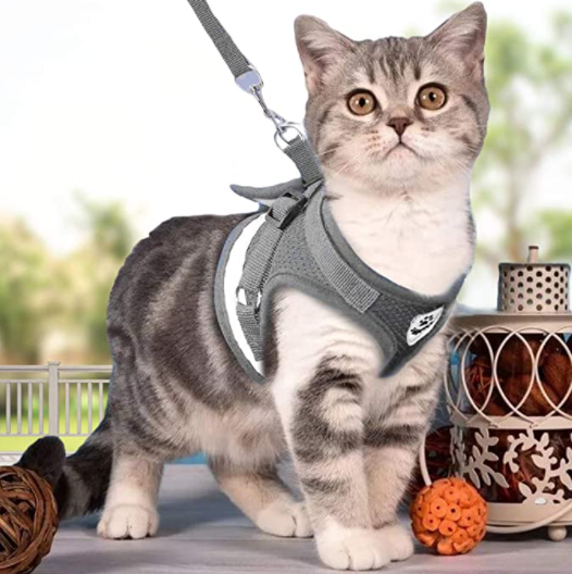 Kattentuigje met lijn