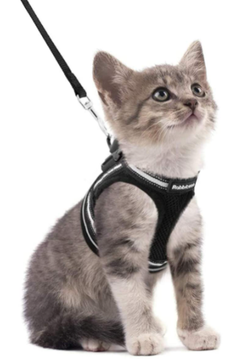 Kattentuigje met lijn