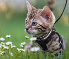 Kattentuigje met lijn