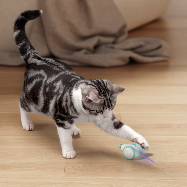 Het ultieme kauwbestendige kattenspeelgoed