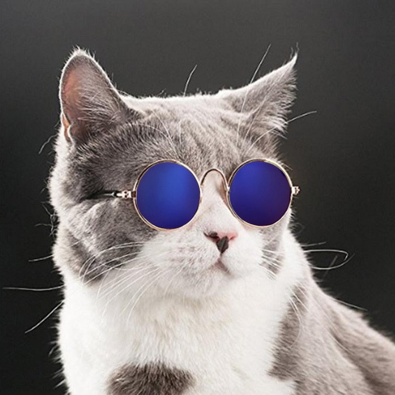 Kattenzonnebril