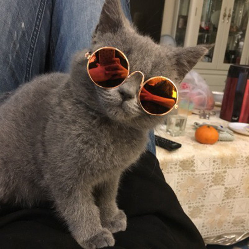 Kattenzonnebril
