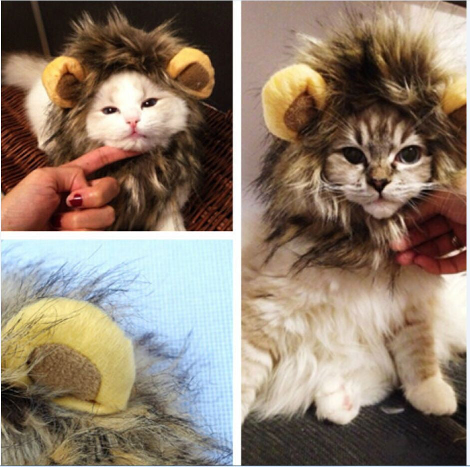 Leeuwenmanen voor je kat